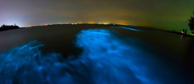 Glow-In-The-Dark Hajar hittade pryda Hawaiis vatten